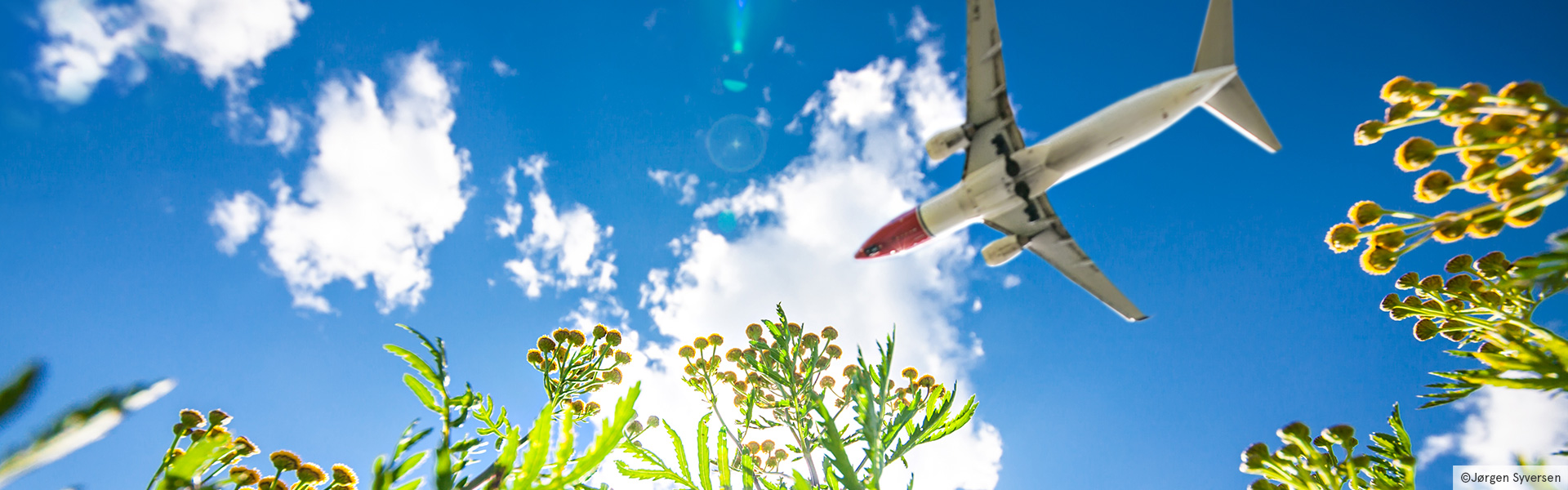 Avión de Norwegian volando sobre flores verdes