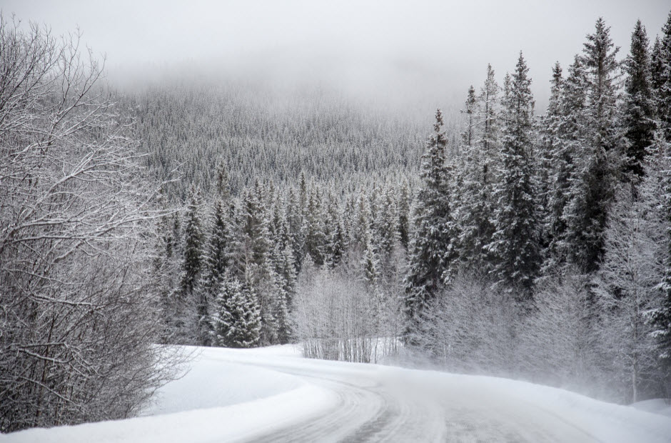 Carretera nevada con árboles a ambos lados